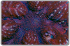 Purple, Pink and Red Lobo Brain Coral